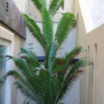 san-diego-landscape-palm